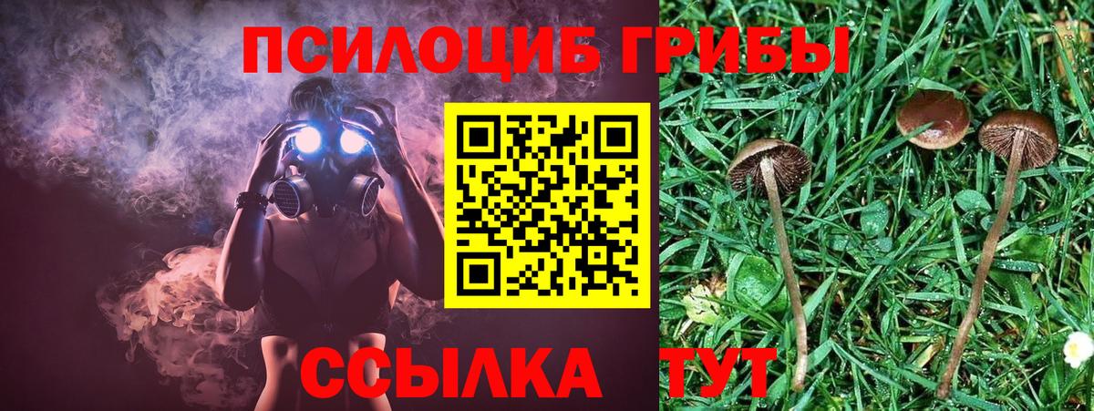 Псилоцибиновые грибы мицелий Сертолово